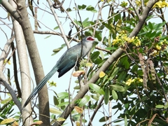 Phaenicophaeus tristis