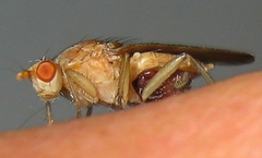 Heleomyzidae