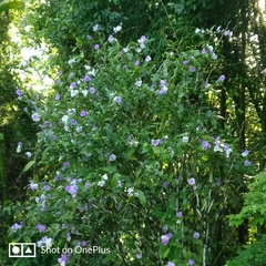 Brunfelsia pauciflora