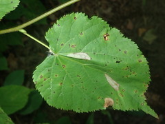 Phyllonorycter issikii