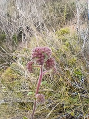 Phacelia secunda