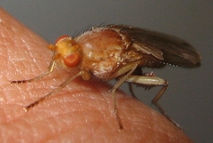 Heleomyzidae