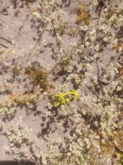 Lyperia lychnidea