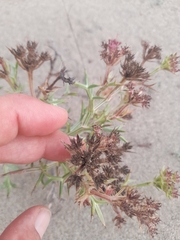 Echinophora spinosa