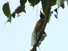 Rubigula flaviventris