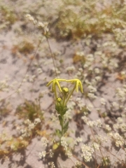 Lyperia lychnidea