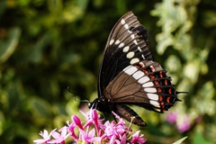 Papilio scamander