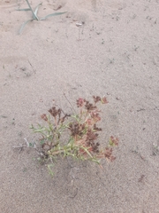Echinophora spinosa