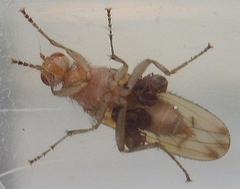 Heleomyzidae