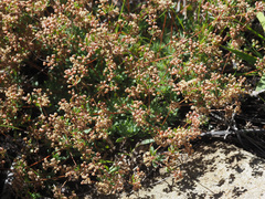 Psammotropha mucronata mucronata