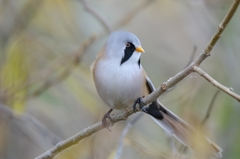 Panurus biarmicus