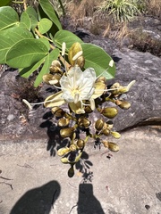 Hymenaea
