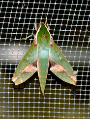 Xylophanes chiron