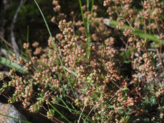 Psammotropha mucronata mucronata