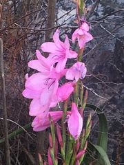 Watsonia borbonica
