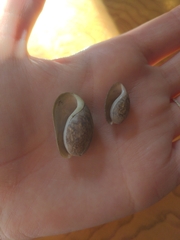 Bulla occidentalis
