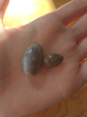 Bulla occidentalis