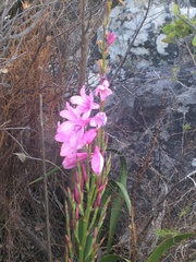 Watsonia borbonica