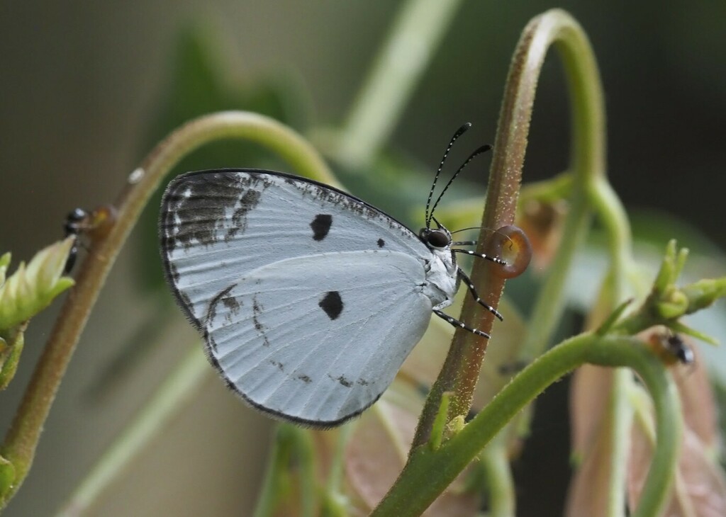 Tetrarhanis ilma