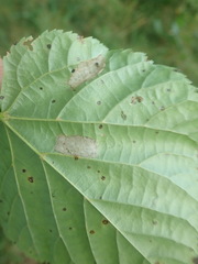 Phyllonorycter issikii
