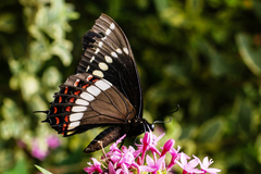 Papilio scamander