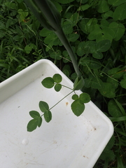 Laserpitium latifolium