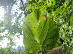 Phyllonorycter issikii