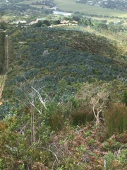 Leucadendron argenteum