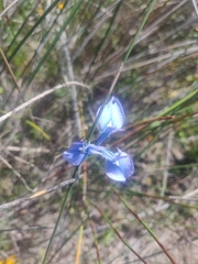Moraea tripetala