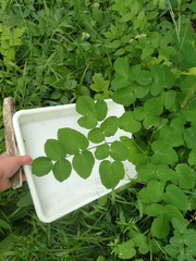 Laserpitium latifolium