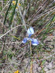 Moraea tripetala