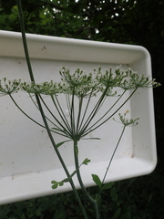 Laserpitium latifolium