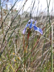 Moraea tripetala