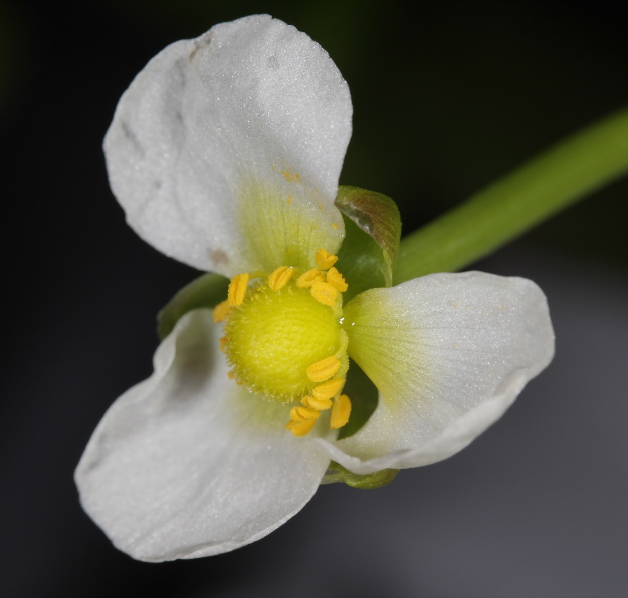 Sagittaria montevidensis ssp. calycina