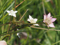 Alepidea natalensis