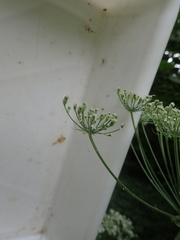 Laserpitium latifolium