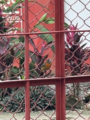 Ramphocelus passerinii