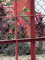 Ramphocelus passerinii