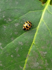 Harmonia axyridis