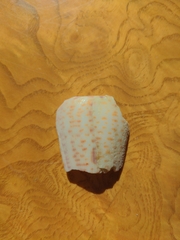 Conus spurius