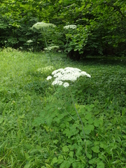 Laserpitium latifolium