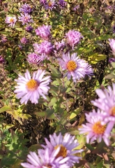 Symphyotrichum novae-angliae