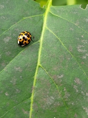 Harmonia axyridis