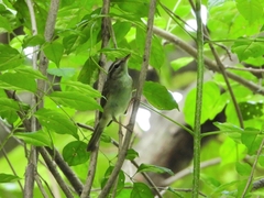 Phylloscopus tenellipes