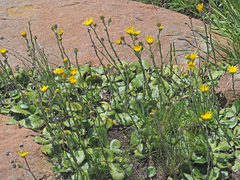 Berkheya rhapontica