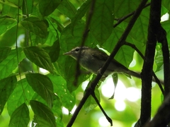 Phylloscopus tenellipes
