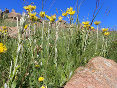 Berkheya rhapontica