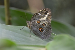 Dasyophthalma creusa