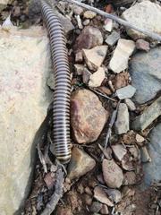 Ommatoiulus lusitanus