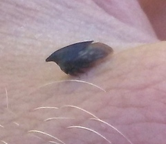 Membracidae